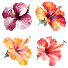 Vibrant hibiscus flowers tropical garden botanical colorful environment close-up view nature beauty