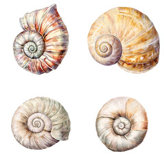 Beautiful shells collection ocean shore digital artwork natural environment close-up view marine life concept