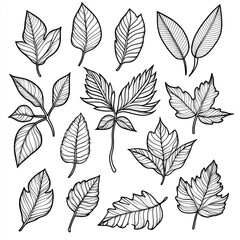 Fototapeta premium Doodle leaves clipart. Isolated leaf coloring template. Decorative botanical abstract elements. Outline nature, forest, tree details, foliage black and white set