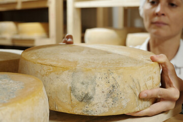 Person carefully inspecting large wheel of cheese in rustic cheese dairy environment with focus on quality and craftsmanship. Cheese wheels aged perfectly, displaying unique textures