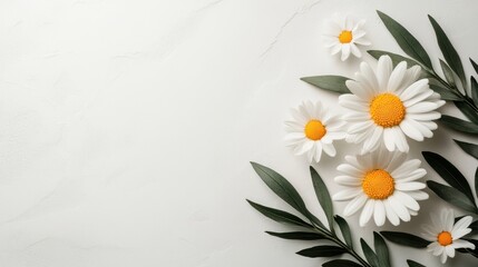 spring greeting card, simple spring greeting card with daisies and greenery, enhanced by soft sunlight, on a clean white background © Aliaksandra