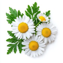 Fototapeta premium Beautiful White Daisies with Bright Yellow Centers on Green Leaves