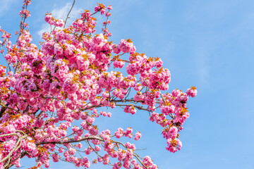 Branch of pink cherry tree in bloom on blue sky background, cherry blossom in spring, hanami season...
