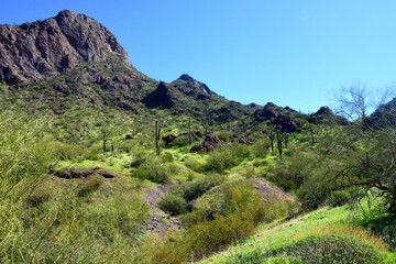 Naklejka premium Sonora Desert Arizona Picacho Peak State Park
