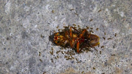 A dead cockroach lies on a flat surface, showing details of its body such as folded wings and legs. This image gives a symbolic impression of cleanliness and pest control.