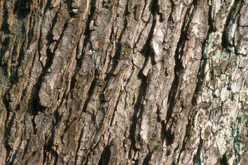 Aesculus hippocastaneus , Marronnier, écorce