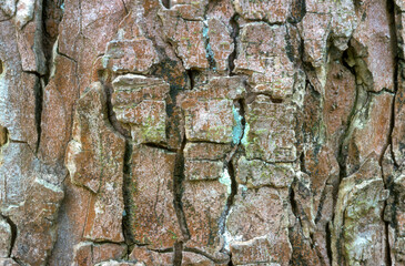 Aesculus hippocastaneus , Marronnier, écorce