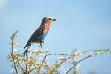 Rollier à longs brins,.Coracias caudatus, Lilac breasted Roller