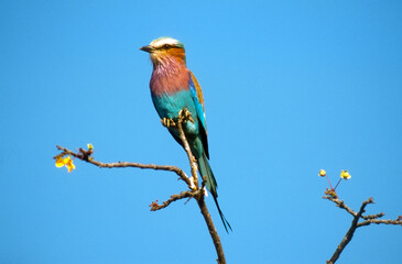 Rollier &agrave; longs brins,.Coracias caudatus, Lilac breasted Roller