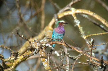 Rollier à longs brins,.Coracias caudatus, Lilac breasted Roller