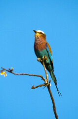 Rollier à longs brins,.Coracias caudatus, Lilac breasted Roller