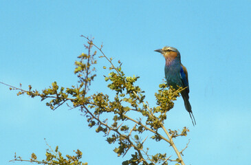 Rollier à longs brins,.Coracias caudatus, Lilac breasted Roller