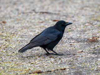 Carrion Crow Feeding on the Ground