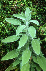 Sauge officinale, Salvia officinalis
