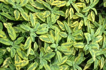 Fototapeta premium Sauge ,, Salvia officinalis icterina