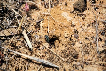Bee Fly (Comptosia) landing at nest, South Australia 