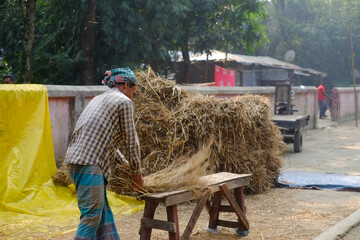 Rural farmer threshing dried crops on a table 