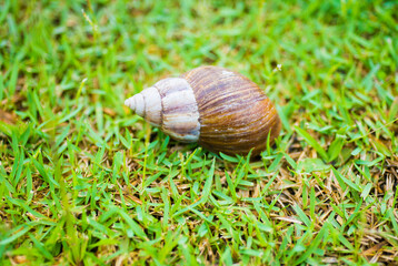 Snail on a green meadow