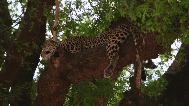 A lazy leopardess sleeping in a tree with legs and tail hanging down, Mashatu Botswana.
