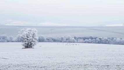 Obraz premium Frost can conjure up a beautiful effect on plants