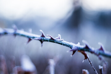 Obraz premium Frost can conjure up a beautiful effect on plants