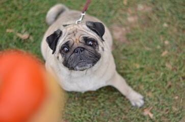 A pug dog plays on the green grass