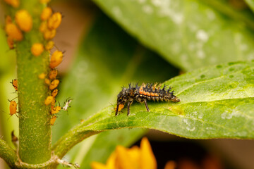 Ladybug nymph (Harmonia axyridis) eating aphids (Aphis nerii).