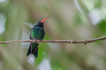 Fototapeta premium Male Glittering-bellied Emerald hummingbird (Chlorostilbon lucidus) perched on a branch.