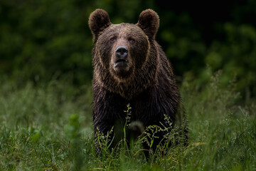 Fototapeta premium brown bear in the forest