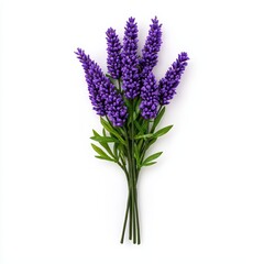 Naklejka premium Vibrant Purple Lavender Bouquet on White Background