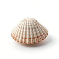 Fototapeta premium sea shell isolated on white