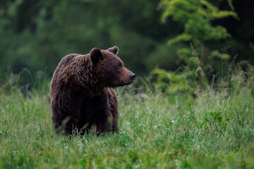 brown bear