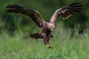 lesser spotted eagle