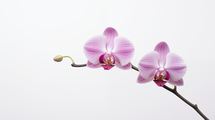 A single, exquisite orchid flower captured against a pristine white background. 