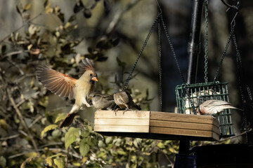 The birds on the feeder