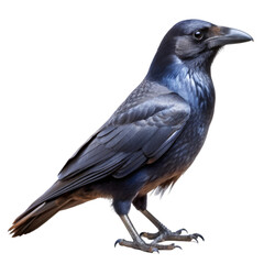 Obraz premium Crow isolated on transparent background