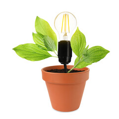 Light bulb and plant with leaves growing in flowerpot on white background. Eco-friendly...