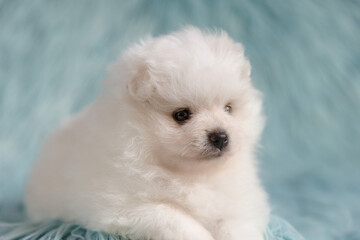 A white Pomeranian puppy lies on a turquoise fur background. The puppy is shown in a three-quarter view and slightly looks to the side.