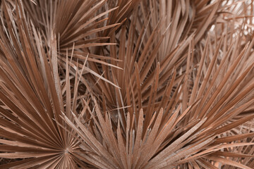 Obraz premium Beautiful tropical leaves, toned in mocha mousse shade. Trendy color of 2025 year