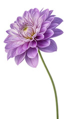 Fototapeta premium Lavender Dahlia Bloom: A single, elegant lavender dahlia with delicate petals and a vibrant center stands tall, showcasing its exquisite beauty and intricate details. 