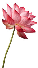 Fototapeta premium Pink Lotus Elegance: A single, delicate pink lotus flower, its petals softly unfurling, showcases its serene beauty against a clean background. The stem elegantly curves.