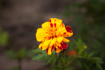 Flowers Tagetes among plants in the garden. Close-up.