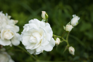 White Rose among plants in the garden. Close-up. Small depth of field