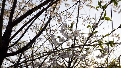 Cherry Blossom Tree in Full Bloom Under a Spring Sky