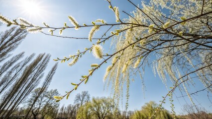 Close-up of willow branches with delicate catkins basking in sunlight against a clear blue sky
