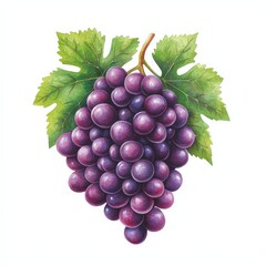 Fototapeta premium Realistic Illustration of Fresh Purple Grapes with Green Leaves