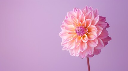 A beautiful pink dahlia flower in full bloom against a pale pink background.