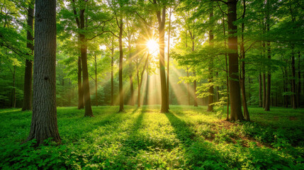 Obraz premium Beautiful forest scene with sunlight streaming through trees, vibrant green undergrowth, tranquil and inviting, perfect for relaxation, hiking, nature photography