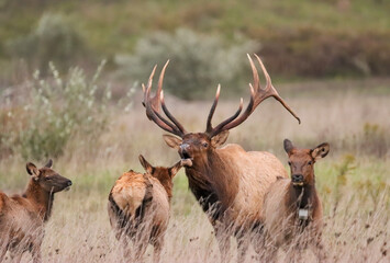Massive Gorgeors Elk Bull Rut Bugle Flehmen Response Battle Action 8x7 8x8 7x7