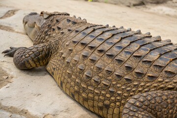 Obraz premium crocodile in natural environment 